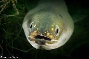 curious eel by Beate Seiler 